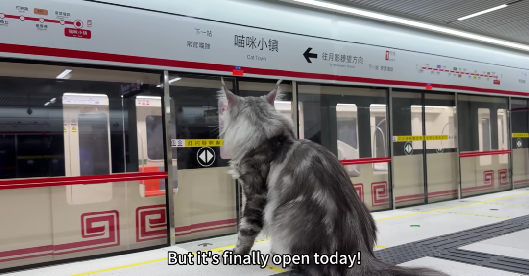 猫2.png 猫2.png
