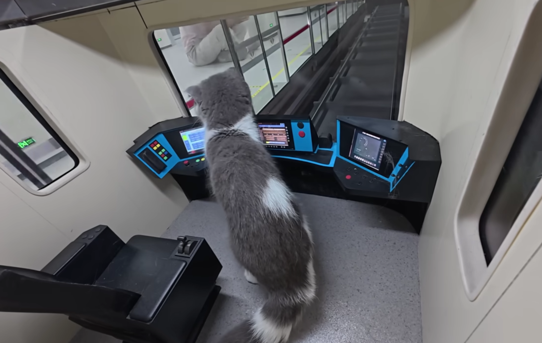 猫5.png 猫5.png